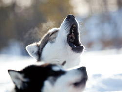 Huskies-250x188