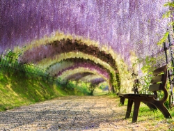 Wisteria Tunnel