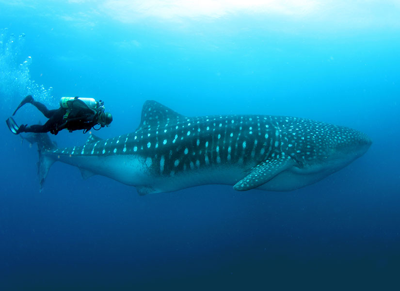 Su altındaki birçok canlıyı yakından görebileceğiniz Galapagos'ta sonsuz ve derin bir mavi sizi bekliyor.