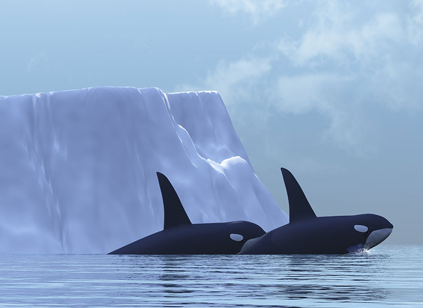 Balinaların eşlik ettiği gizemli bir yolculuğa çıkmak ister misiniz?