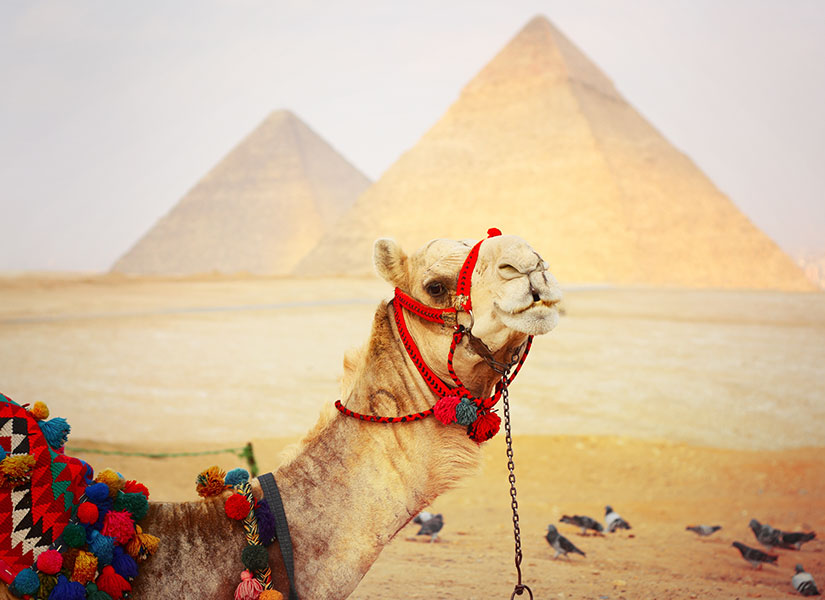 Bu otantik seyahatinizde sevimli develer de size eşlik edecek.