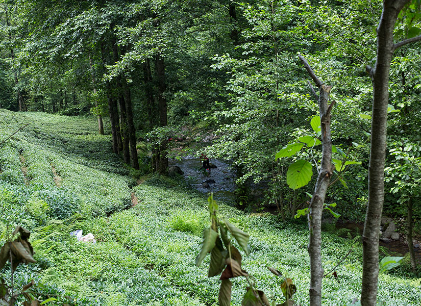 karadeniz-rize-kofin-dere-yolu
