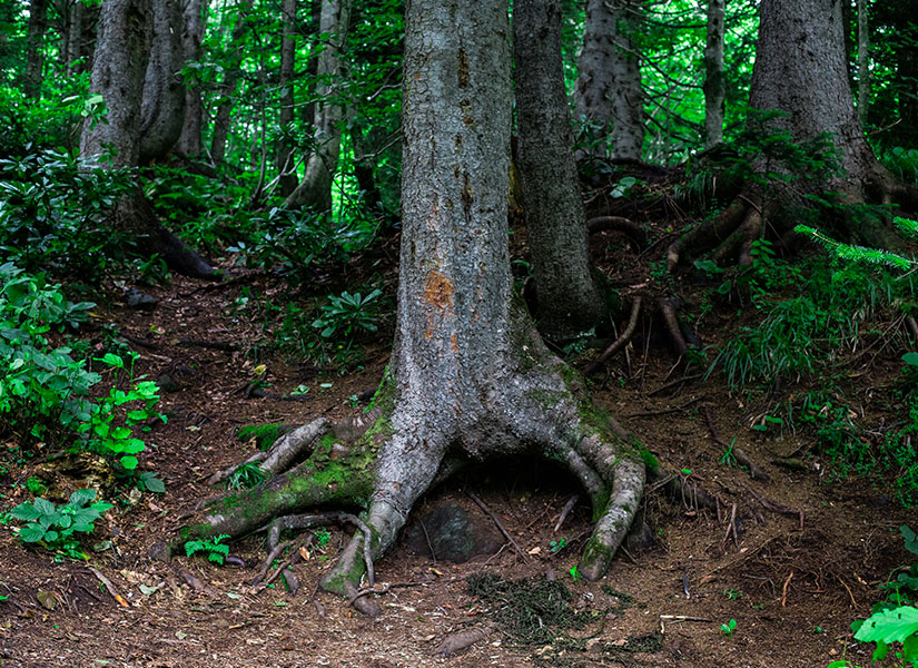 karadeniz-artvin-borcka-karagol