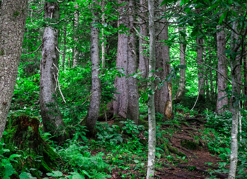 karadeniz-artvin-borcka-karagol