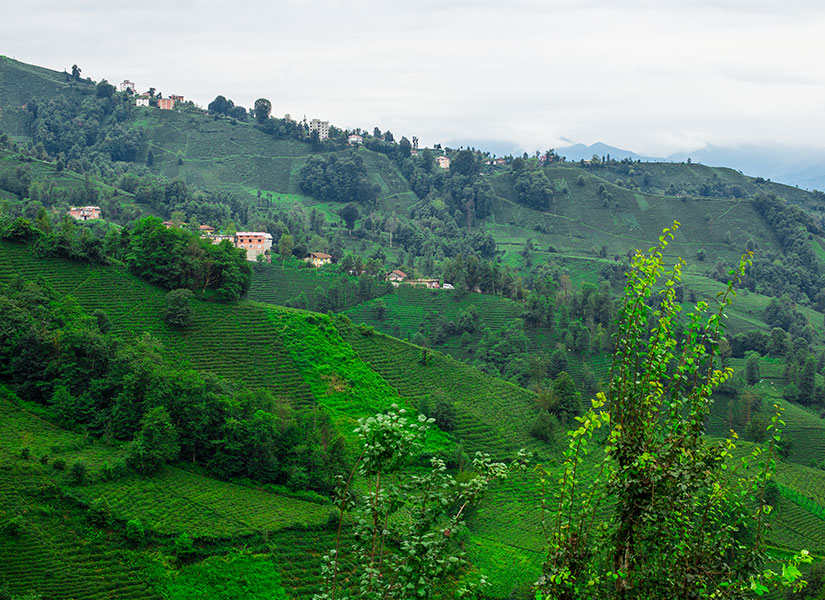 karadeniz-rize-kofin