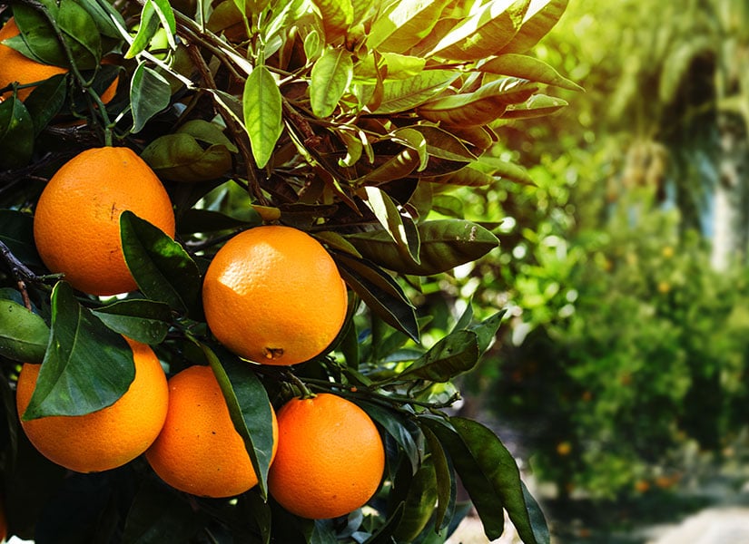 Adana Portakal Çiçeği Karnavalı