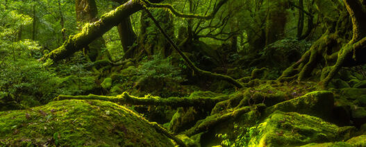 Japonya’da gezilecek yerler – Yakuşima Adası – Yakusugi Ormanı