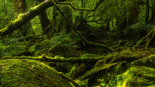 Japonya’da gezilecek yerler – Yakuşima Adası – Yakusugi Ormanı