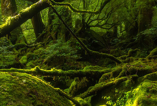 Japonya’da gezilecek yerler – Yakuşima Adası – Yakusugi Ormanı