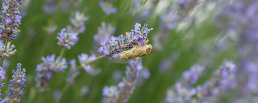 Lavanta Kokulu Köy Kuyucak Köyü Keçiborlu Isparta