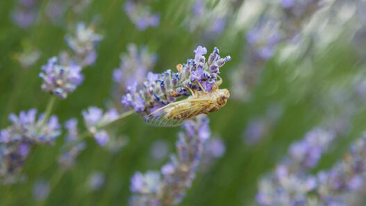 Lavanta Kokulu Köy Kuyucak Köyü Keçiborlu Isparta
