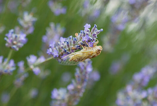 Lavanta Kokulu Köy Kuyucak Köyü Keçiborlu Isparta