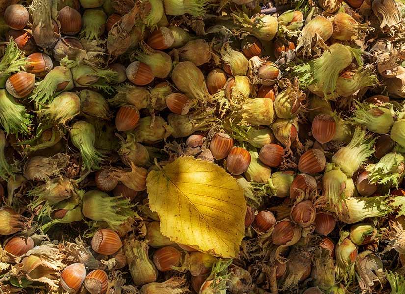 Akçakoca'nın neyi meşhur