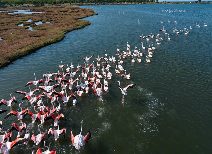 flamingo gözlem alanı karşıyakada gezilecek yerler