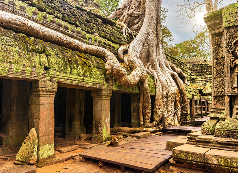 kamboçya gezilecek yerler ta prohm tapınağı