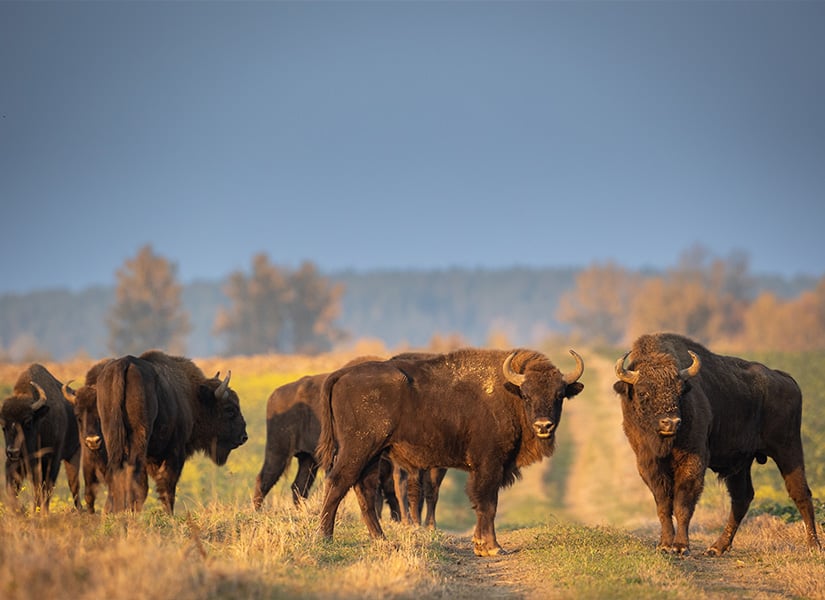 bialowieza ormanı polonya gezi rehberi