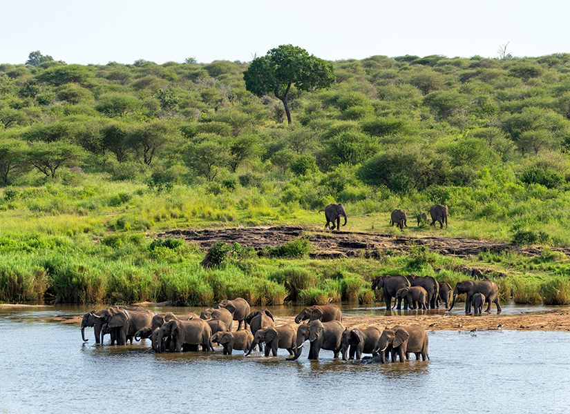 kruger national park güney afrika dünyanın en etkileyici milli parkları