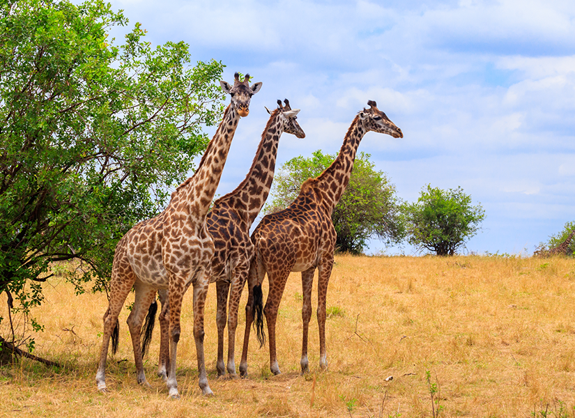 serengeti national park tanzanya dünyanın en etkileyici milli parkları